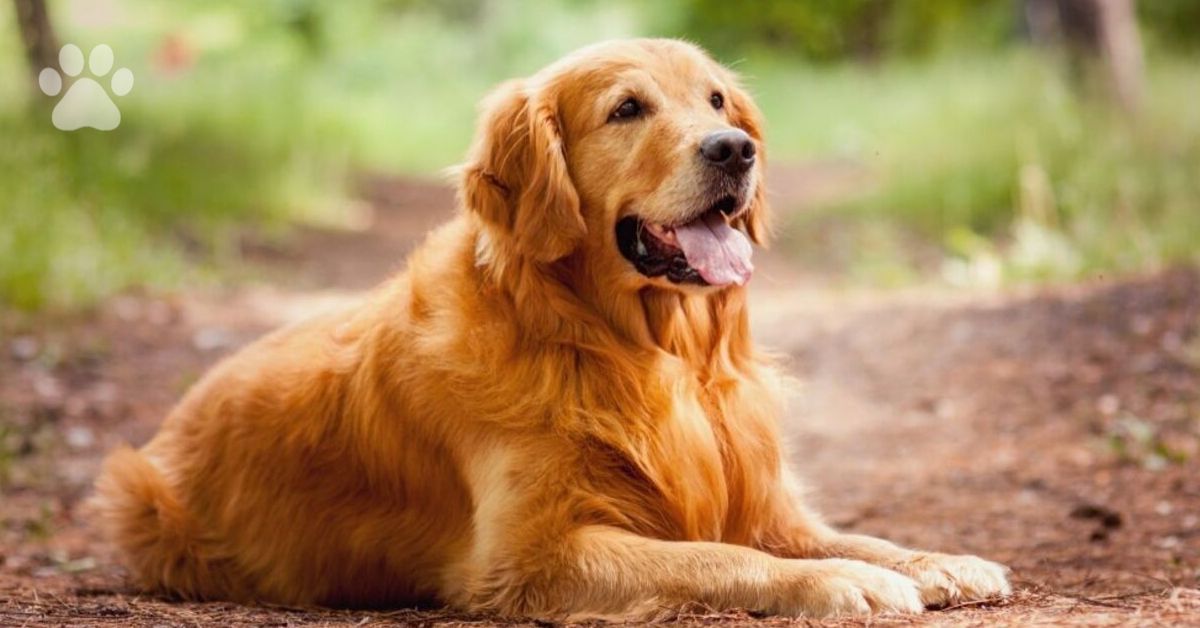 Is a golden retriever the smartest dog?Golden Retriever Dog Facts