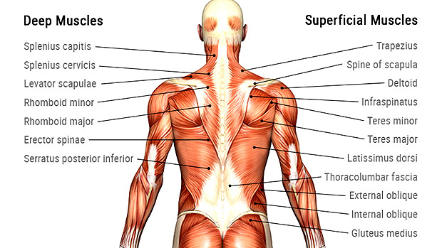 What are back muscles? The Complete Guide to Your Deep Back Muscles
